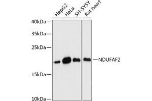 Western blot analysis of extracts of various cell lines, using NDUF antibody (ABIN7268806) at 1:3000 dilution. (NDUFAF2 Antikörper  (AA 1-169))