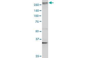 Western Blotting (WB) image for anti-A Kinase (PRKA) Anchor Protein 13 (AKAP13) (AA 1-110) antibody (ABIN524646)