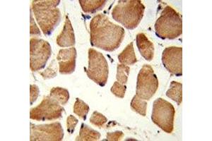 IHC analysis of FFPE human skeletal muscle stained with NRP1 antibody (Neuropilin 1 Antikörper  (AA 722-750))