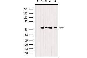 Western blot analysis of extracts from various samples, using PDIA6 Antibody.