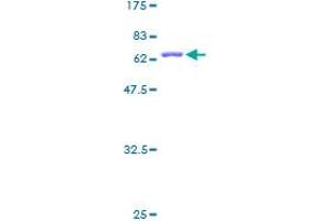 MRPL4 Protein (AA 1-263) (GST tag)