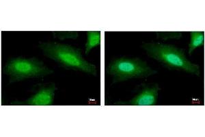 ICC/IF Image PSMF1 antibody [C2C3], C-term detects PSMF1 protein at Cytoplasm and Nucleus by immunofluorescent analysis.