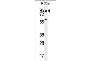 PLEKHA4 Antibody (N-term) (ABIN655718 and ABIN2845168) western blot analysis in K562 cell line lysates (35 μg/lane). (PLEKHA4 Antikörper  (N-Term))