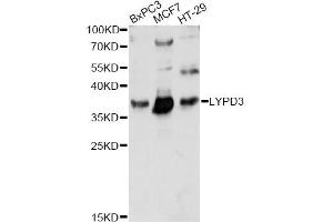 Western blot analysis of extracts of various cell lines, using LYPD3 antibody (ABIN6293324) at 1:1000 dilution. (LYPD3 Antikörper)