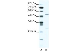 Western Blotting (WB) image for anti-Bromodomain Containing 9 (BRD9) antibody (ABIN2461055) (BRD9 Antikörper)