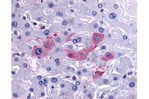 Anti-SYVN1 / HRD1 antibody IHC of human liver. (SYVN1 Antikörper  (Internal Region))
