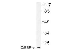 Image no. 1 for anti-CCAAT/enhancer Binding Protein (C/EBP), gamma (CEBPG) antibody (ABIN317609) (CEBPG Antikörper)