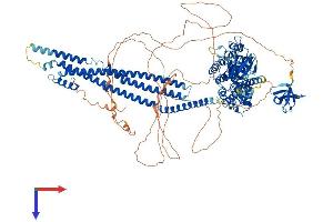 ASAP1 Protein (AA 1-1129) (His tag)