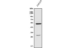Western blot analysis of Endothelin A Receptor/ET-A/ EDNRA using anti-Endothelin A Receptor/ET-A/ EDNRA antibody (ABIN7601308).
