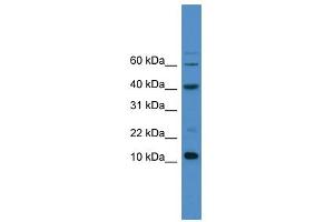 WB Suggested Anti-CASP3 Antibody Titration: 0. (Caspase 3 Antikörper  (C-Term))