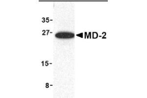 Image no. 1 for anti-Lymphocyte Antigen 96 (LY96) (Middle Region) antibody (ABIN265133) (LY96 Antikörper  (Middle Region))