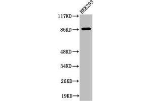 Western Blot analysis of 293 cells using Cleaved-MPO 89k (A49) Polyclonal Antibody (Myeloperoxidase Antikörper  (Cleaved-Ala49))