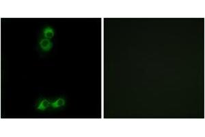 Immunofluorescence analysis of MCF7 cells, using OR10J5 Antibody. (OR10J5 Antikörper  (AA 220-269))