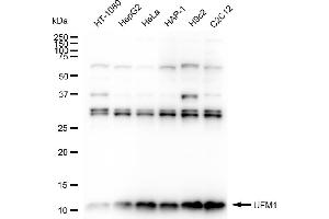 Western blotting analysis using UFM1 antibody (ABIN7800756). (Rekombinanter UFM1 Antikörper)