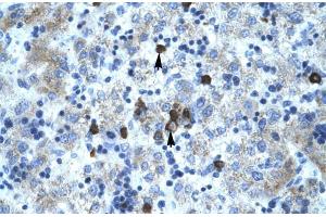 Human Liver; PCYOX1 antibody - C-terminal region in Human Liver cells using Immunohistochemistry (PCYOX1 Antikörper  (C-Term))