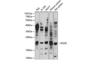 Western blot analysis of extracts of various cell lines, using ISG20 antibody (ABIN7267961) at 1:1000 dilution. (ISG20 Antikörper  (AA 1-70))