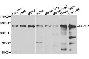 Western blot analysis of extracts of various cell lines, using HDAC7 antibody (ABIN5974387) at 1/1000 dilution. (HDAC7 Antikörper)