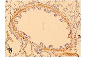 Immunohistochemistry image of ß-Defensin 3 staining in paraffn section of rat lung tissue. (Defensin beta 3 Antikörper  (AA 6-22))