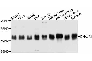 Western blot analysis of extracts of various cell lines, using DNAJA1 antibody.