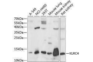 Western blot analysis of extracts of various cell lines, using KLRC4 antibody (ABIN7268115) at 1:1000 dilution. (KLRC4 Antikörper  (AA 1-55))