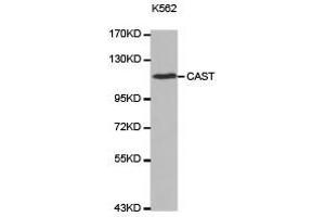 Western Blotting (WB) image for anti-Calpastatin (CAST) antibody (ABIN2650901)