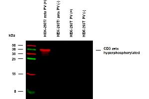 Anti-Hu CD3 zeta (pY153) Purified (clone EM-17) specificity verification by WB. (CD247 Antikörper  (Tyr153))