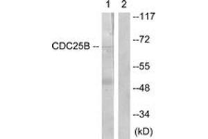 Western blot analysis of extracts from Raw264. (CDC25B Antikörper  (AA 319-368))