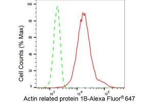 Flow cytometric analysis of Actin related protein 1B expression in HT- cells using Actin related protein 1B antibody (ABIN7797651), 1:2,000). (Rekombinanter ACTR1B Antikörper)