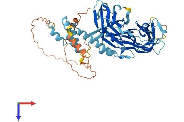 FBXO15 Protein (AA 1-510) (His tag)