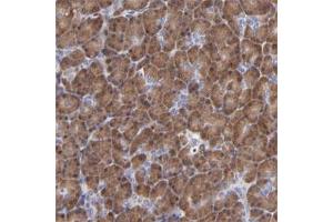 Immunohistochemical staining of human pancreas with ZNF155 polyclonal antibody  shows cytoplasmic positivity in exocrine glandular cells at 1:50-1:200 dilution.