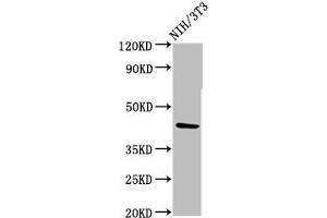 Western Blot Positive WB detected in: NIH/3T3 whole cell lysate All lanes: RBMS1 antibody at 3. (RBMS1 Antikörper  (AA 206-277))