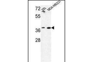 Western blot analysis of T2B Antibody (N-term) (ABIN653487 and ABIN2842906) in293,MDA-M cell line lysates (35 μg/lane). (MAT2B Antikörper  (N-Term))