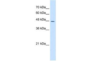 WB Suggested Anti-DDOST Antibody Titration:  5. (DDOST Antikörper  (N-Term))