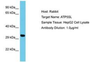 Image no. 1 for anti-ATP5S-Like (ATP5SL) (AA 38-87) antibody (ABIN6750621) (ATP5SL Antikörper  (AA 38-87))
