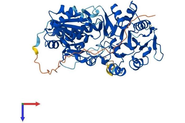 B3GALTL Protein (AA 1-489) (His tag)