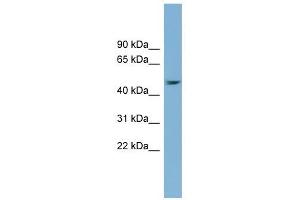 SERPINB1 antibody used at 1 ug/ml to detect target protein. (SERPINB1 Antikörper)