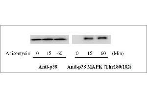 MAPK14 ELISA Kit