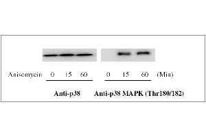 Western blot analysis of extracts from 1 μg/mL Anisomycin treated Hela cells. (MAPK14 ELISA Kit)
