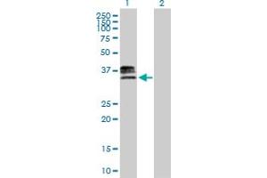 Western Blot analysis of HS3ST1 expression in transfected 293T cell line by HS3ST1 MaxPab polyclonal antibody.