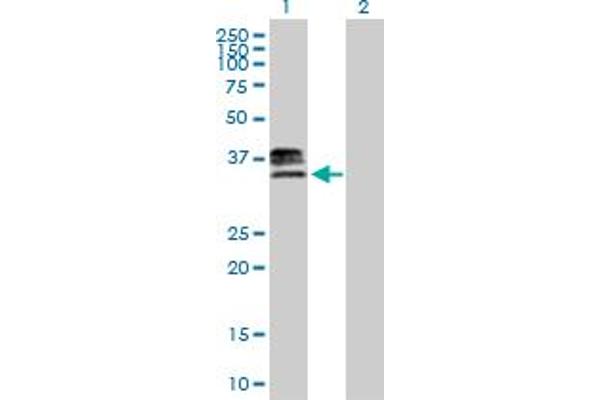 HS3ST1 Antikörper  (AA 1-307)