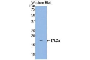 Western Blotting (WB) image for anti-Retinol Binding Protein 7, Cellular (RBP7) (AA 1-134) antibody (ABIN1860419) (RBP7 Antikörper  (AA 1-134))