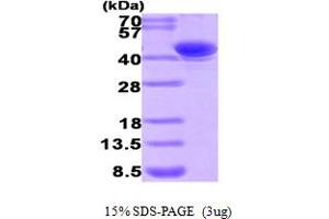 SDS-PAGE (SDS) image for Aflatoxin Beta1 Aldehyde Reductase (AKR7A2) (AA 1-359) protein (His tag) (ABIN667763)