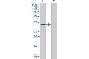 Western Blot analysis of RYBP expression in transfected 293T cell line by RYBP MaxPab polyclonal antibody. (RYBP Antikörper  (AA 1-228))