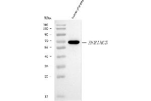 Western blot analysis of SERINC5 using anti-SERINC5 antibody (ABIN7602218). (SERINC5 Antikörper  (AA 64-394))