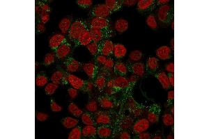 Confocal Immunofluorescence of HepG2 cells stained with Prohibitin Mouse Monoclonal Antibody (PHB/3194) labeled with CF488 (Green); Reddot is used to label the nuclei. (Prohibitin Antikörper  (AA 167-261))