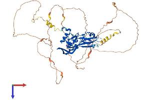 TBX4 Protein (AA 1-552) (His tag)