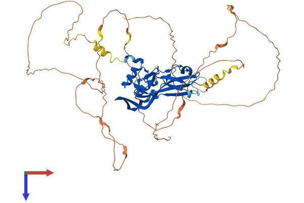 TBX4 Protein (AA 1-552) (His tag)