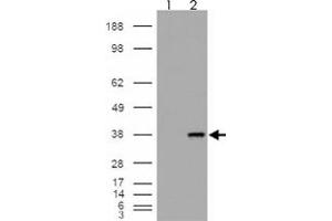 293 overexpressing MGLL and probed with MGLL polyclonal antibody  (mock transfection in first lane), tested by Origene. (MGLL Antikörper)
