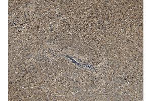 (ABIN185371) (5 μg/mL) staining of paraffin embedded Human Liver.