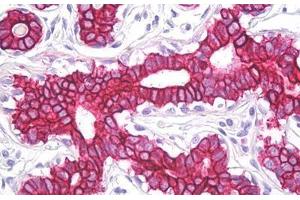 Anti-Cytokeratin 8 / Keratin 8 antibody IHC staining of human breast. (KRT8 Antikörper  (AA 434-483))